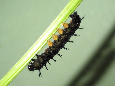 Peacock larva (spinning a silk pad) - Caterham, Surrey 15-July-2012