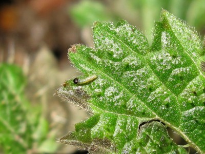 Red Admiral 1st instar larva - Crawley, Sussex 24-Dec-2023