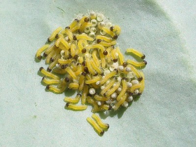 Large White larvae emerging - Lancing, Sussex 20-July-2020