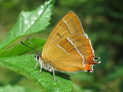 Brown Hairstreak male (reared and released) - Crawley, Sussex 5-July-2011