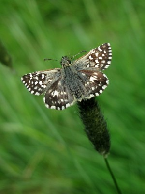 Grizzled Skipper - Gatwick Airport, Sussex 5-May-2022