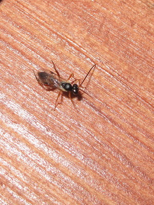 Phobocampe confusa (adult parasitic wasp) - Caterham, Surrey 28-July-2012