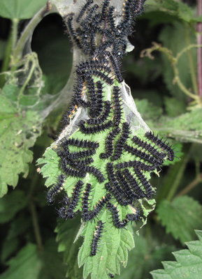 Peacock larvae (4th instars) - Crawley, Sussex 15-June-2017