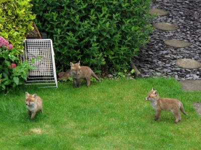 Fox cubs - Crawley, Sussex 14-May-2024