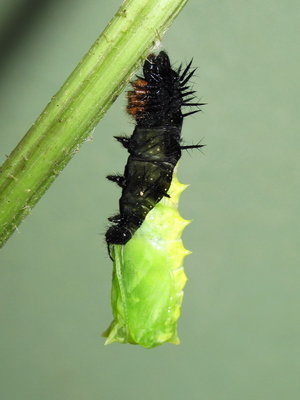 Peacock larva (pupating) - Caterham, Surrey 16-July-2012