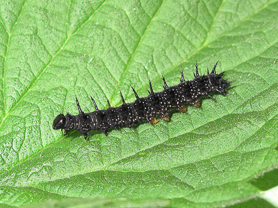 Peacock larva (4th instar) - Crawley, Sussex 29-May-2017