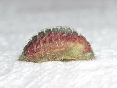 Brown Hairstreak larva (L4) 6 hours before pupation - Crawley, Sussex 28-June-2015