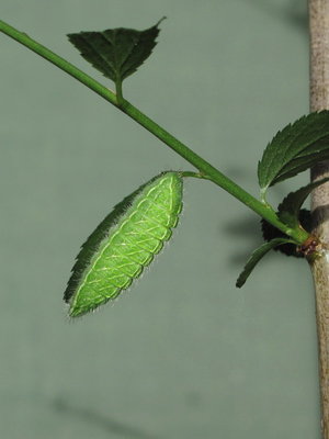 Brown Hairstreak larva (45 days old) - Caterham, Surrey 26-May-2011
