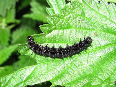 Peacock larva (5th instar) -Selsey, Sussex 24-Aug-2017