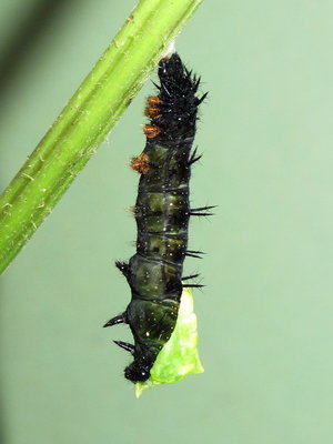 Peacock larva (pupating) - Caterham, Surrey 16-July-2012