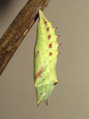 Peacock pupa (showing Horns and Thorns) - Caterham, Surrey 25-July-2012