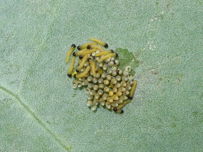Large White larvae hatching - Dunwich, Suffolk 8-Sept-2011
