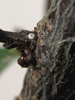 Hatched Brown Hairstreak egg (L4) - Crawley, Sussex 7-May-2015
