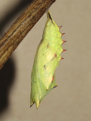 Peacock pupa (showing Horns and Thorns) - Caterham, Surrey 25-July-2012