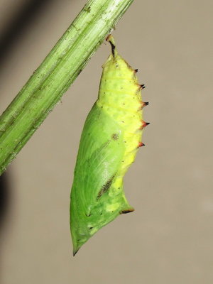 Peacock pupa (7 hours old) - Caterham, Surrey 16-July-2012