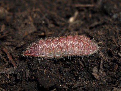Brown Hairstreak larva (10 hours after descending) - Caterham, Surrey 29-May-2011
