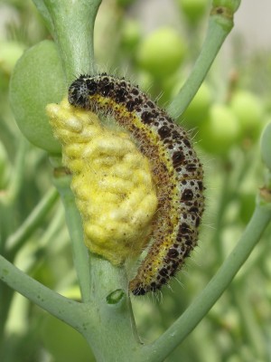 Large White larva with Cotesia Glomerata cocoons - Lancing, Sussex 4-July-2021