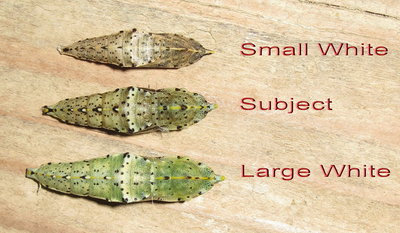 Size comparison of pupae 21-Feb-2019