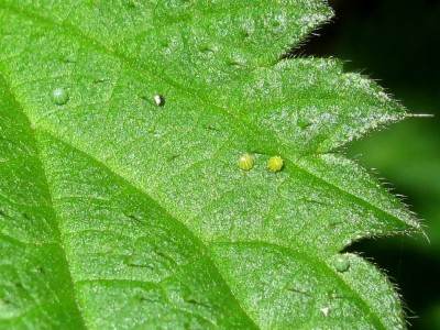 Red Admiral eggs - Crawley, Sussex 24-Oct-2023