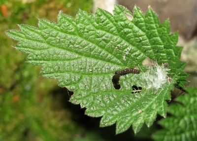 Red Admiral larva (2nd instar) - Crawley, Sussex 20-Dec-2023