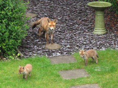 Fox and cubs - Crawley, Sussex 14-May-2024