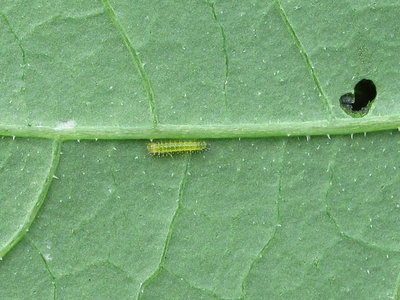 Small White larva (1st instar) - Caterham, Surrey 27-July-2013