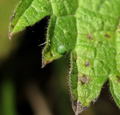 Comma egg - Crawley, Sussex 27-March-2022