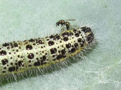 Large White larva being parasitised by Chalcid wasp - Lancing, Sussex 26-June-2021