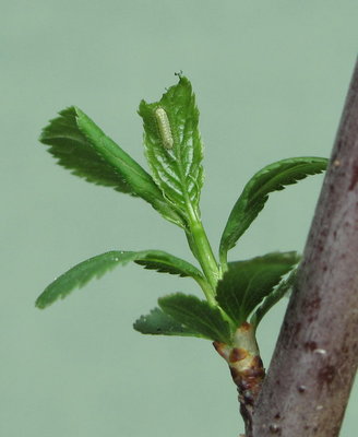 Brown Hairstreak larva (4-day old first instar) - Caterham, Surrey 15-April-2011