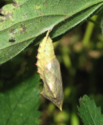 Peacock pupa - Mill Hill, Sussex 29-Sept-2018