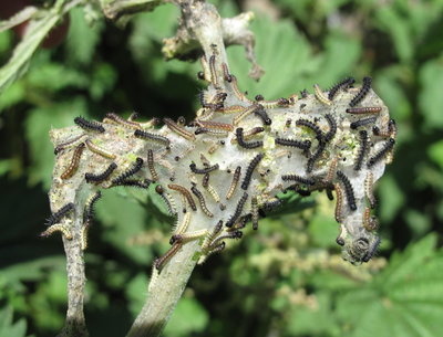 Peacock larvae (2nd and 3rd instars) - Crawley, Sussex 10-June-2017