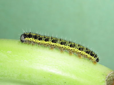 Large White larva (5th instar) - Caterham, Surrey 15-Aug-2013