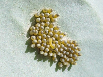 Large White eggs preparing to hatch - Lancing, Sussex 20-July-2020