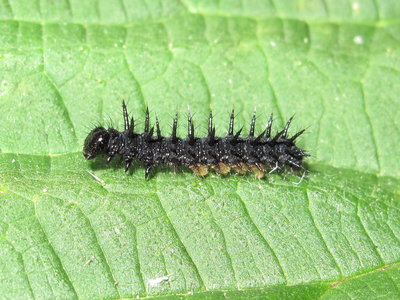 Peacock larva (4th instar) - Crawley, Sussex 28-May-2017