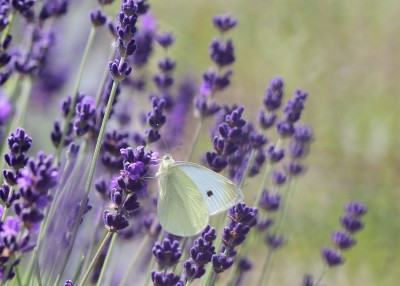 Small White, The Lavender Fields, Alton, Hampshire, 12th July 2020