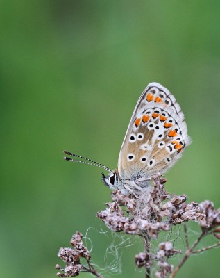 Brown Argus, Magdalen Hill Down, Winchester, Hampshire, 3rd May 2020