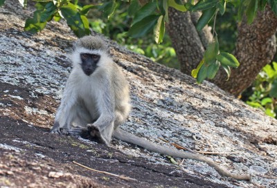 Vervet Monkey, Rwakobo Rock, Lake Mburo National Park, Uganda, 24th December 2017