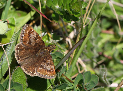 Dingy Skipper, Windover Hill, East Sussex, 29th April 2017