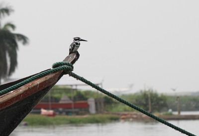 Pied Kingfisher (Ceryle rudis), Entebbe, Uganda, 24th December 2017