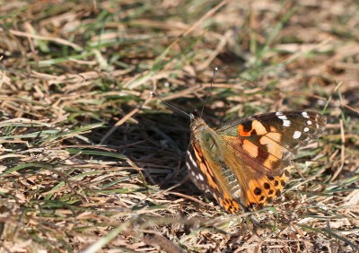 Painted Lady, Old Winchester Hill, Hampshire, 31st May 2020