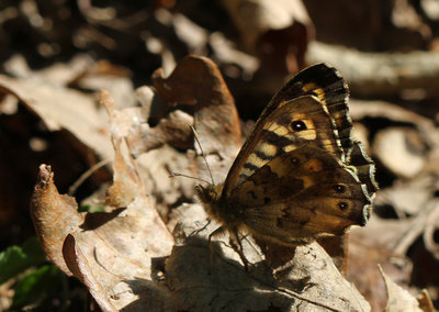 Speckled Wood, Abbot's Wood, East Sussex, 29th April 2017