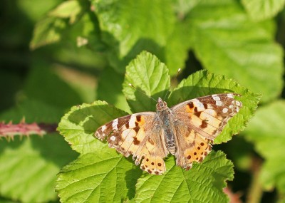 Painted Lady, Magdalen Hill Down, Winchester, Hampshire, 31st May 2020