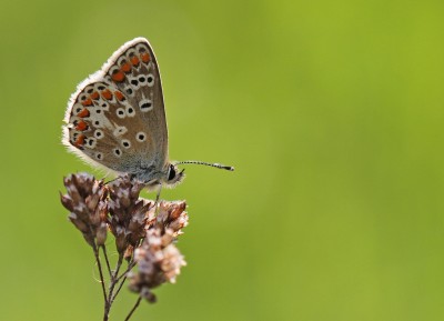 Brown Argus, Magdalen Hill Down, Winchester, Hampshire, 4th May 2020