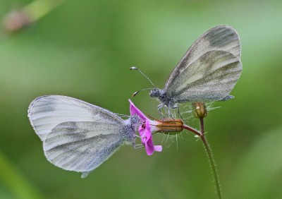 Wood White, courting pair, Chiddingfold Forest, Surrey, 24th May 2020