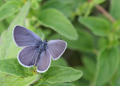 Small Blue, male, Magdalen Hill Down, Winchester, Hampshire, 17th July 2020