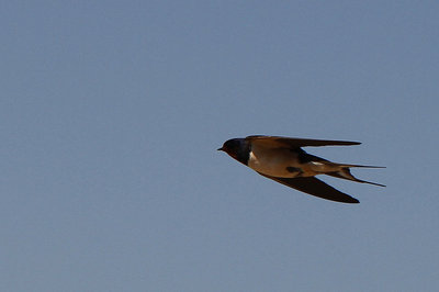 Swallow, Guardamar del Segura, Spain, 17th April 2017