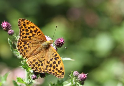 Silver-washed Fritillary, female, West Wood, Winchester, Hampshire, 5th July 2020
