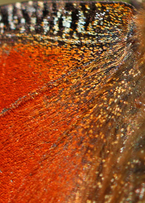 Peacock, forewing detail, Denbies Hillside, Surrey, 9th April 2017