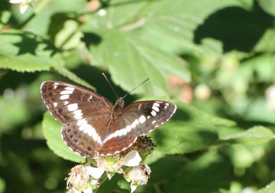 White Admiral, Pamber Forest, Hampshire, 25th June 2020