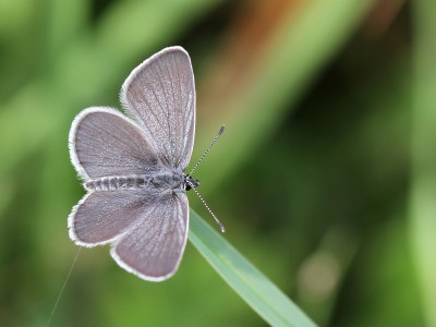 Small Blue, male, Magdalen Hill Down, Winchester, Hampshire, 9th May 2020